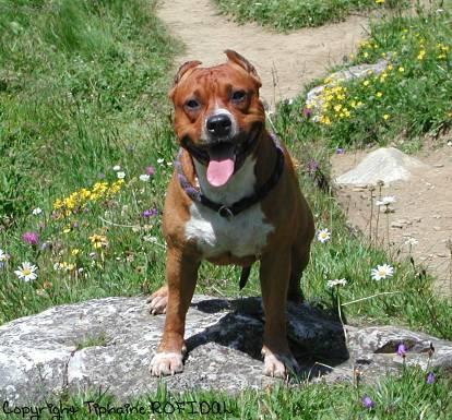 Фотографии к статье: Американский стаффордширский терьер (American Staffordshire Terrier) / Советы по уходу и воспитанию породы собак, описание собаки, помощь при болезнях, фотографии, дискусии и форум.