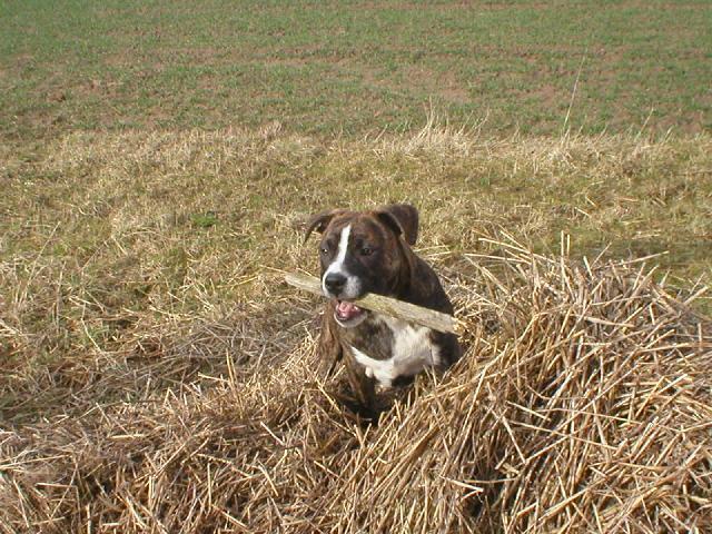 Фотографии к статье: Американский стаффордширский терьер (American Staffordshire Terrier) / Советы по уходу и воспитанию породы собак, описание собаки, помощь при болезнях, фотографии, дискусии и форум.