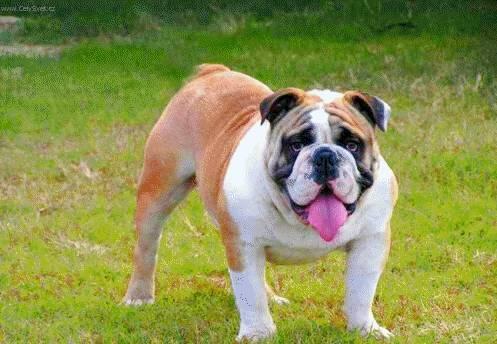 Фотографии к статье: Английский бульдог (English Bulldog) / Советы по уходу и воспитанию породы собак, описание собаки, помощь при болезнях, фотографии, дискусии и форум.