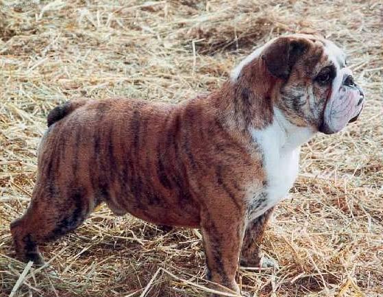 Фотографии к статье: Английский бульдог (English Bulldog) / Советы по уходу и воспитанию породы собак, описание собаки, помощь при болезнях, фотографии, дискусии и форум.