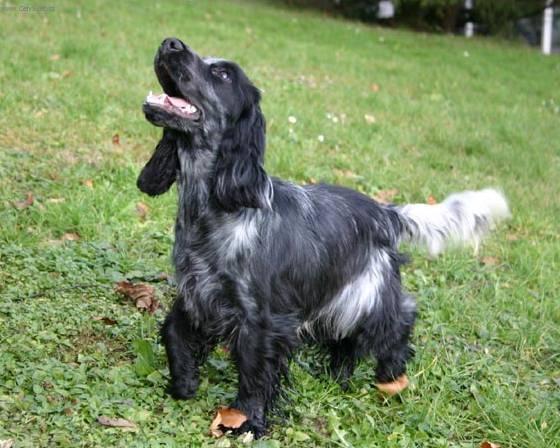 Фотографии к статье: Английский кокер-спаниель (English Cocker Spaniel) / Советы по уходу и воспитанию породы собак, описание собаки, помощь при болезнях, фотографии, дискусии и форум.