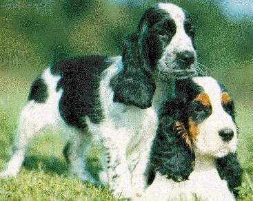 Фотографии к статье: Английский кокер-спаниель (English Cocker Spaniel) / Советы по уходу и воспитанию породы собак, описание собаки, помощь при болезнях, фотографии, дискусии и форум.