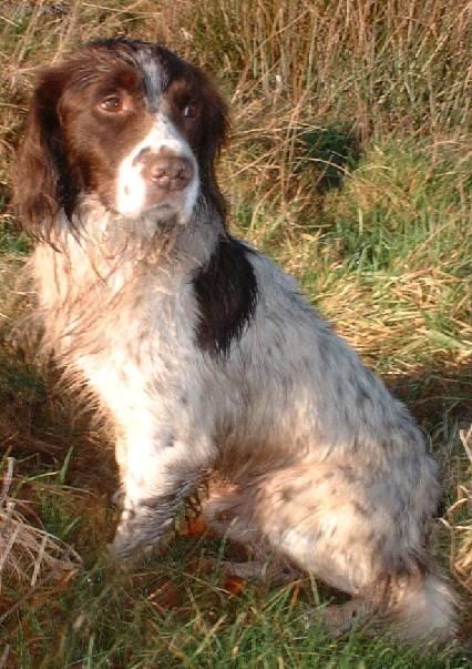 Фотографии к статье: Английский кокер-спаниель (English Cocker Spaniel) / Советы по уходу и воспитанию породы собак, описание собаки, помощь при болезнях, фотографии, дискусии и форум.