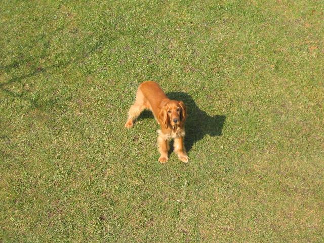 Фотографии к статье: Английский кокер-спаниель (English Cocker Spaniel) / Советы по уходу и воспитанию породы собак, описание собаки, помощь при болезнях, фотографии, дискусии и форум.