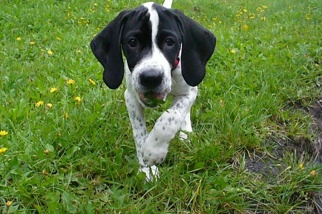 Фотографии к статье: Английский пойнтер (English Pointer) / Советы по уходу и воспитанию породы собак, описание собаки, помощь при болезнях, фотографии, дискусии и форум.