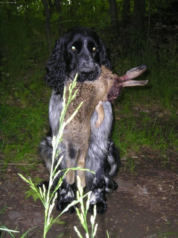 Фотографии к статье: Английский спрингер-спаниель (English Springer Spaniel) / Советы по уходу и воспитанию породы собак, описание собаки, помощь при болезнях, фотографии, дискусии и форум.