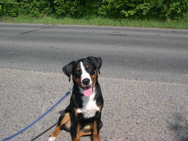 Фотографии к статье: Аппенцелльский зенненхунд (Appenzeller Sennenhund) / Советы по уходу и воспитанию породы собак, описание собаки, помощь при болезнях, фотографии, дискусии и форум.