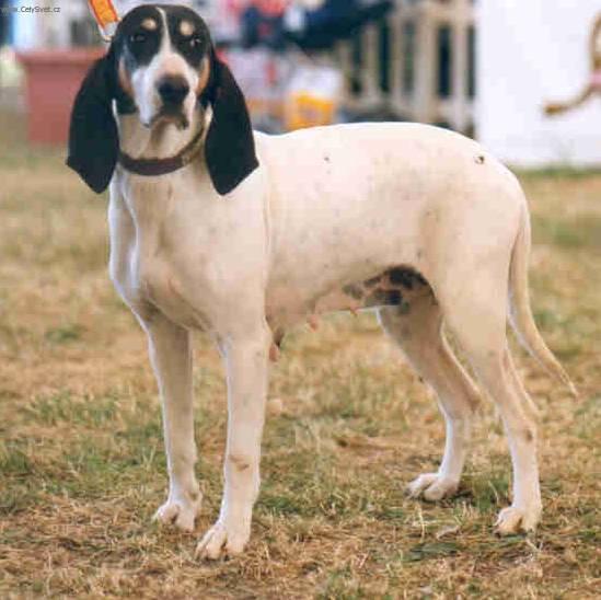 Фотографии к статье: Арьежская гончая (Ariege Hound) / Советы по уходу и воспитанию породы собак, описание собаки, помощь при болезнях, фотографии, дискусии и форум.