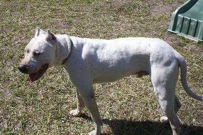 Фотографии к статье: Аргентинский дог (Dogo Argentino) / Советы по уходу и воспитанию породы собак, описание собаки, помощь при болезнях, фотографии, дискусии и форум.