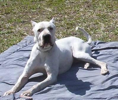 Фотографии к статье: Аргентинский дог (Dogo Argentino) / Советы по уходу и воспитанию породы собак, описание собаки, помощь при болезнях, фотографии, дискусии и форум.