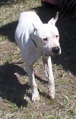 Фотографии к статье: Аргентинский дог (Dogo Argentino) / Советы по уходу и воспитанию породы собак, описание собаки, помощь при болезнях, фотографии, дискусии и форум.