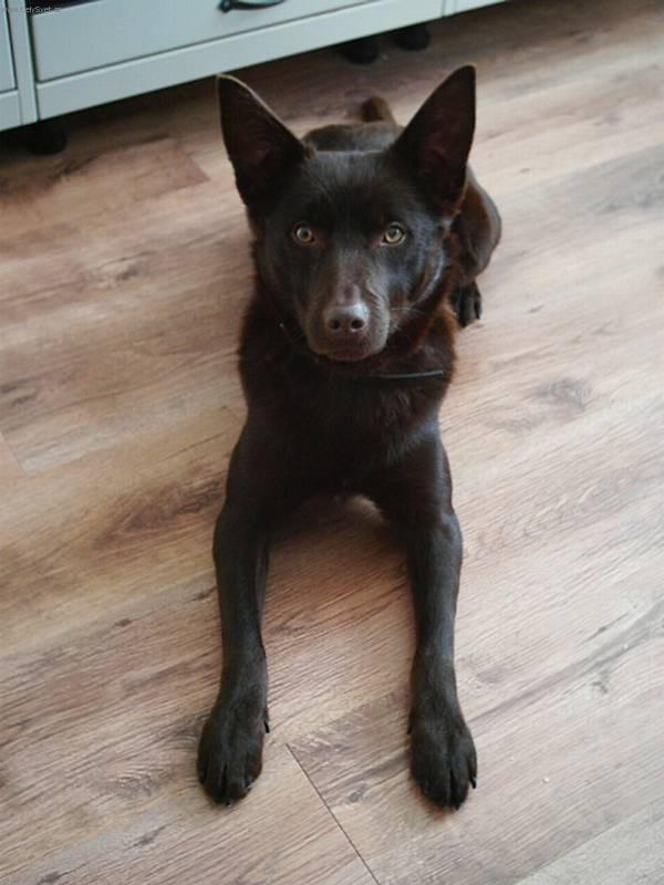 Фотографии к статье: Австралийский келпи (Australian Kelpie) / Советы по уходу и воспитанию породы собак, описание собаки, помощь при болезнях, фотографии, дискусии и форум.