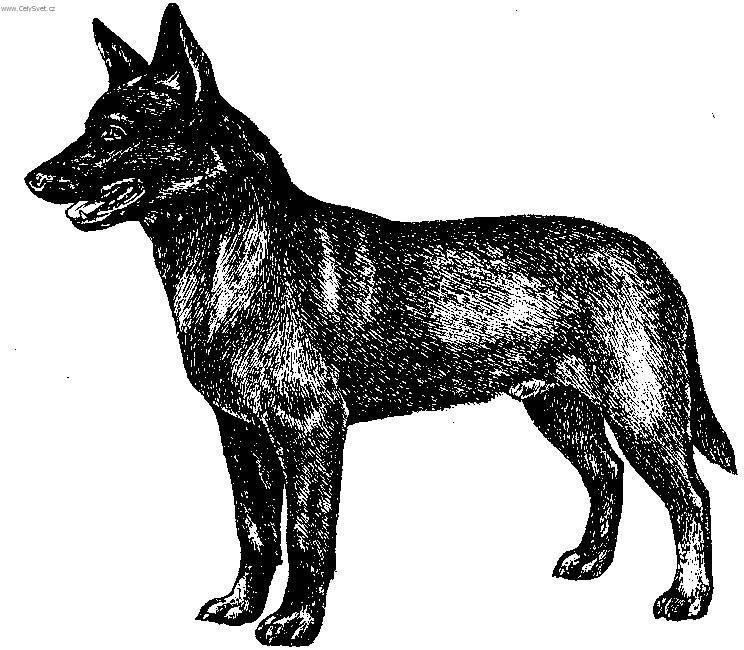 Фотографии к статье: Австралийский келпи (Australian Kelpie) / Советы по уходу и воспитанию породы собак, описание собаки, помощь при болезнях, фотографии, дискусии и форум.