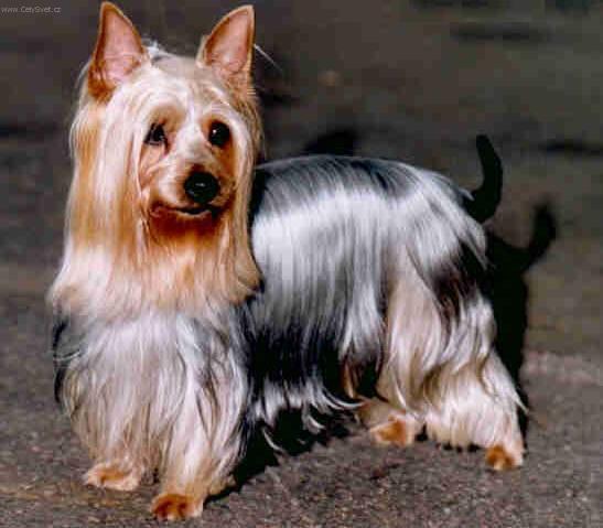 Фотографии к статье: Австралийский шелковистый терьер (силки-терьер) (Australian Silky Terrier) / Советы по уходу и воспитанию породы собак, описание собаки, помощь при болезнях, фотографии, дискусии и форум.