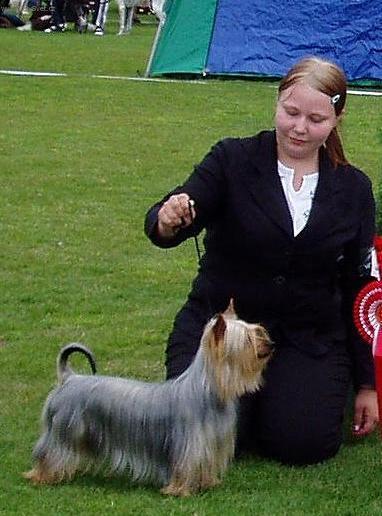 Фотографии к статье: Австралийский шелковистый терьер (силки-терьер) (Australian Silky Terrier) / Советы по уходу и воспитанию породы собак, описание собаки, помощь при болезнях, фотографии, дискусии и форум.