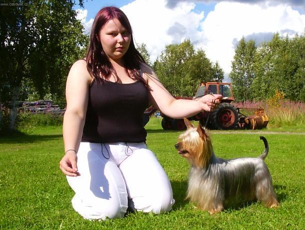 Фотографии к статье: Австралийский шелковистый терьер (силки-терьер) (Australian Silky Terrier) / Советы по уходу и воспитанию породы собак, описание собаки, помощь при болезнях, фотографии, дискусии и форум.