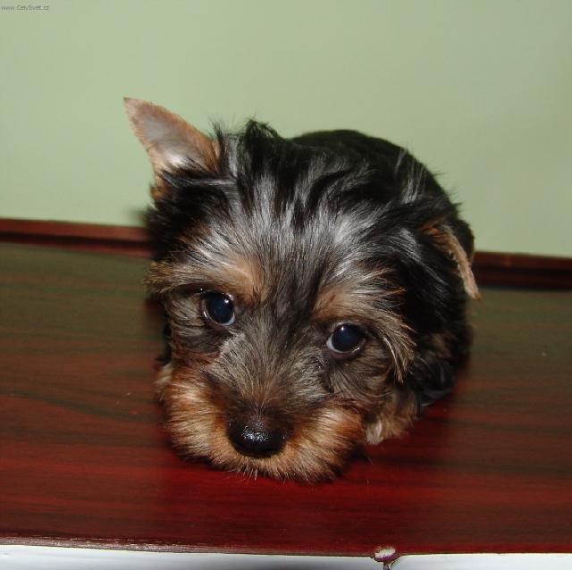 Фотографии к статье: Австралийский шелковистый терьер (силки-терьер) (Australian Silky Terrier) / Советы по уходу и воспитанию породы собак, описание собаки, помощь при болезнях, фотографии, дискусии и форум.