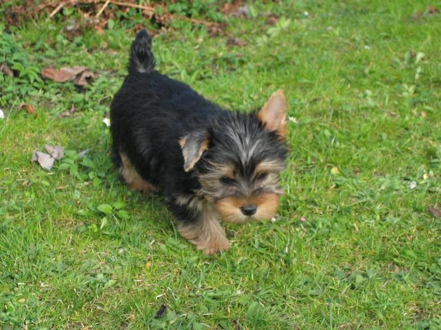 Фотографии к статье: Австралийский шелковистый терьер (силки-терьер) (Australian Silky Terrier) / Советы по уходу и воспитанию породы собак, описание собаки, помощь при болезнях, фотографии, дискусии и форум.