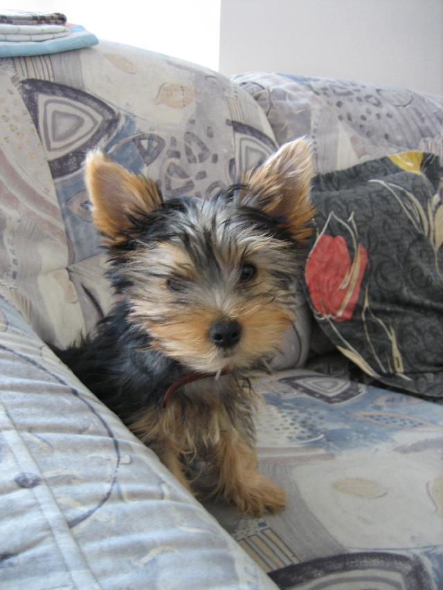 Фотографии к статье: Австралийский шелковистый терьер (силки-терьер) (Australian Silky Terrier) / Советы по уходу и воспитанию породы собак, описание собаки, помощь при болезнях, фотографии, дискусии и форум.