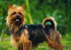 Фотографии к статье: Австралийский терьер (Australian Terrier) / Советы по уходу и воспитанию породы собак, описание собаки, помощь при болезнях, фотографии, дискусии и форум.