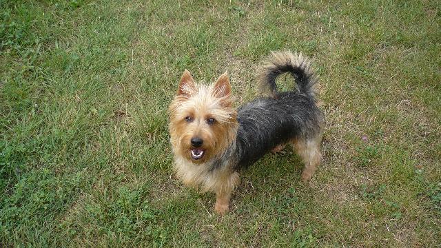 Фотографии к статье: Австралийский терьер (Australian Terrier) / Советы по уходу и воспитанию породы собак, описание собаки, помощь при болезнях, фотографии, дискусии и форум.