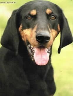 Фотографии к статье: Австрийский гладкошерстный бракк (брандль) (Austrian Black and Tan Hound) / Советы по уходу и воспитанию породы собак, описание собаки, помощь при болезнях, фотографии, дискусии и форум.