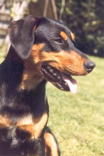 Фотографии к статье: Австрийский короткошерстный пинчер (Austrian Shorthaired Pinscher) / Советы по уходу и воспитанию породы собак, описание собаки, помощь при болезнях, фотографии, дискусии и форум.