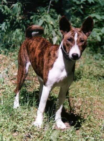 Фотографии к статье: Басенджи (Basenji) / Советы по уходу и воспитанию породы собак, описание собаки, помощь при болезнях, фотографии, дискусии и форум.