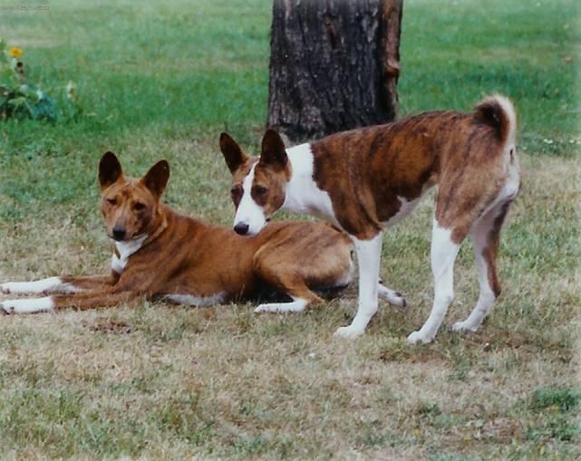 Фотографии к статье: Басенджи (Basenji) / Советы по уходу и воспитанию породы собак, описание собаки, помощь при болезнях, фотографии, дискусии и форум.