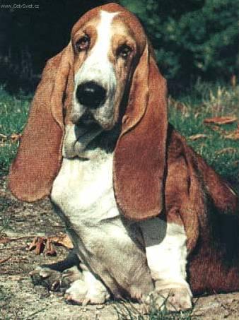 Фотографии к статье: Бассет-хаунд (Basset Hound) / Советы по уходу и воспитанию породы собак, описание собаки, помощь при болезнях, фотографии, дискусии и форум.