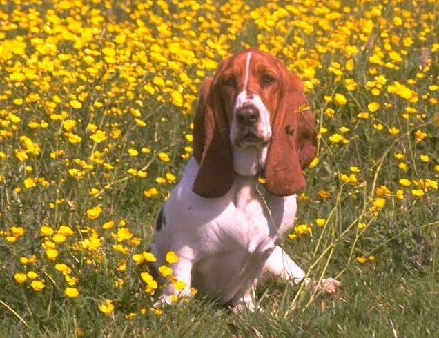 Фотографии к статье: Бассет-хаунд (Basset Hound) / Советы по уходу и воспитанию породы собак, описание собаки, помощь при болезнях, фотографии, дискусии и форум.