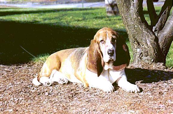 Фотографии к статье: Бассет-хаунд (Basset Hound) / Советы по уходу и воспитанию породы собак, описание собаки, помощь при болезнях, фотографии, дискусии и форум.