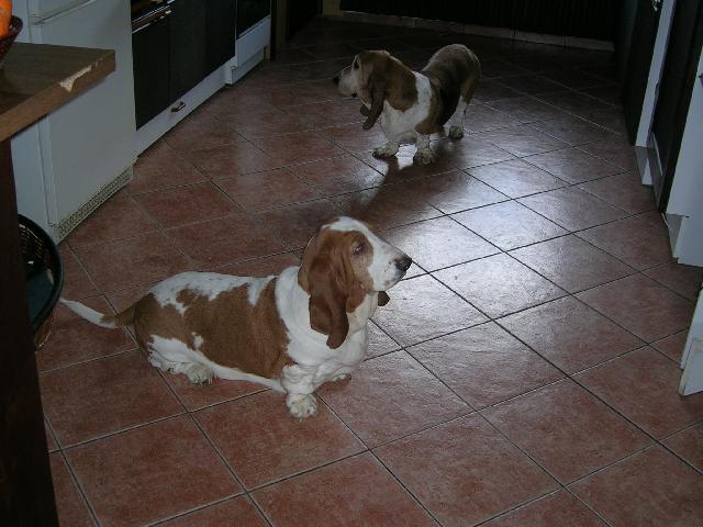 Фотографии к статье: Бассет-хаунд (Basset Hound) / Советы по уходу и воспитанию породы собак, описание собаки, помощь при болезнях, фотографии, дискусии и форум.