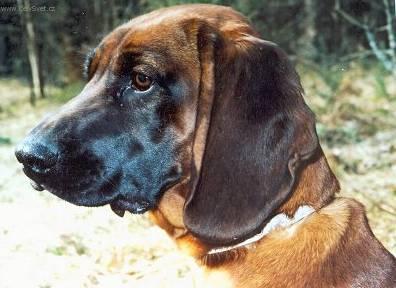 Фотографии к статье: Баварская горная гончая (Bayriswcher Gebirgsschweisshund, Bavarian Mountain Scenthound) / Советы по уходу и воспитанию породы собак, описание собаки, помощь при болезнях, фотографии, дискусии и форум.