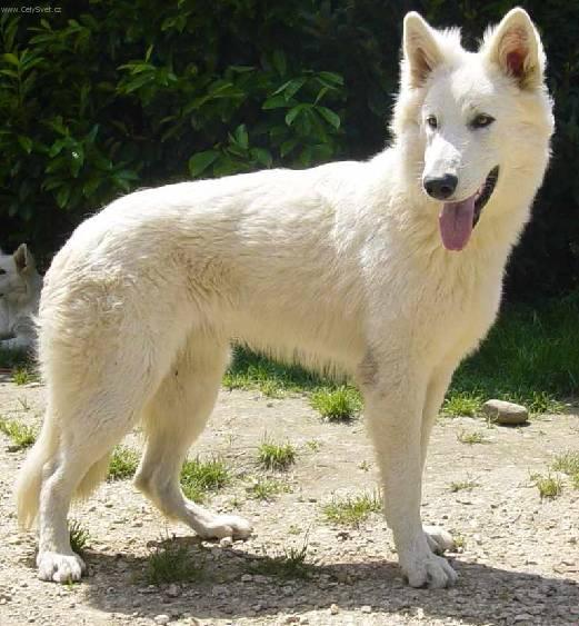 Фотографии к статье: Белая швейцарская овчарка (Berger Blanc Suisse, White Swiss Shepherd Dog) / Советы по уходу и воспитанию породы собак, описание собаки, помощь при болезнях, фотографии, дискусии и форум.