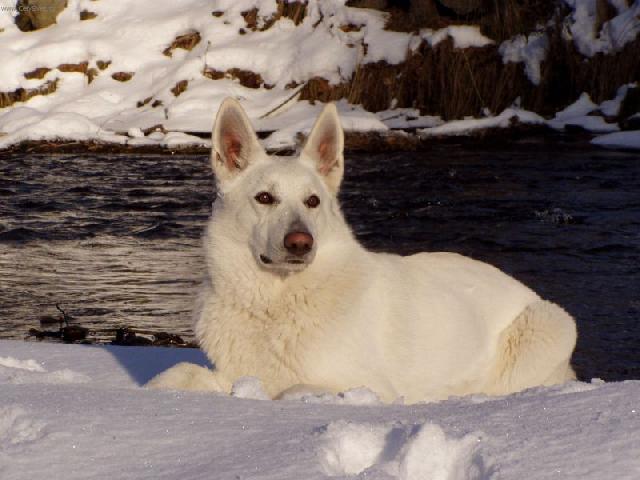 Фотографии к статье: Белая швейцарская овчарка (Berger Blanc Suisse, White Swiss Shepherd Dog) / Советы по уходу и воспитанию породы собак, описание собаки, помощь при болезнях, фотографии, дискусии и форум.