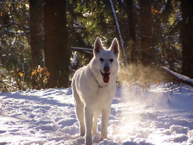 Фотографии к статье: Белая швейцарская овчарка (Berger Blanc Suisse, White Swiss Shepherd Dog) / Советы по уходу и воспитанию породы собак, описание собаки, помощь при болезнях, фотографии, дискусии и форум.