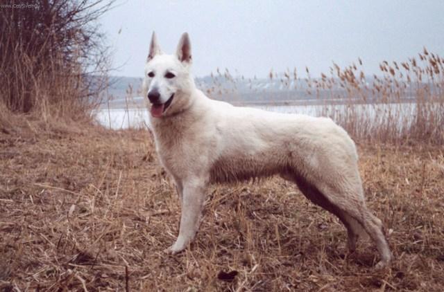 Фотографии к статье: Белая швейцарская овчарка (Berger Blanc Suisse, White Swiss Shepherd Dog) / Советы по уходу и воспитанию породы собак, описание собаки, помощь при болезнях, фотографии, дискусии и форум.