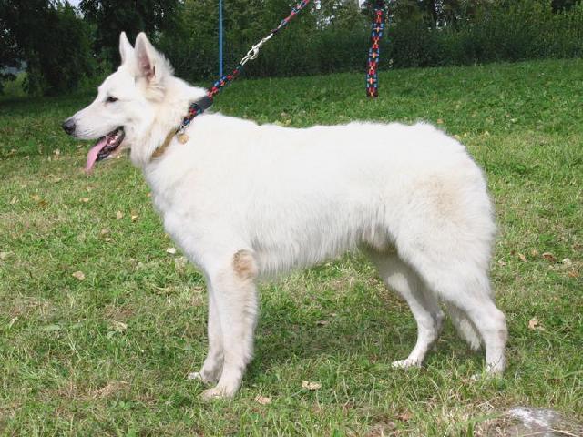 Фотографии к статье: Белая швейцарская овчарка (Berger Blanc Suisse, White Swiss Shepherd Dog) / Советы по уходу и воспитанию породы собак, описание собаки, помощь при болезнях, фотографии, дискусии и форум.