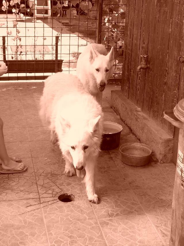 Фотографии к статье: Белая швейцарская овчарка (Berger Blanc Suisse, White Swiss Shepherd Dog) / Советы по уходу и воспитанию породы собак, описание собаки, помощь при болезнях, фотографии, дискусии и форум.