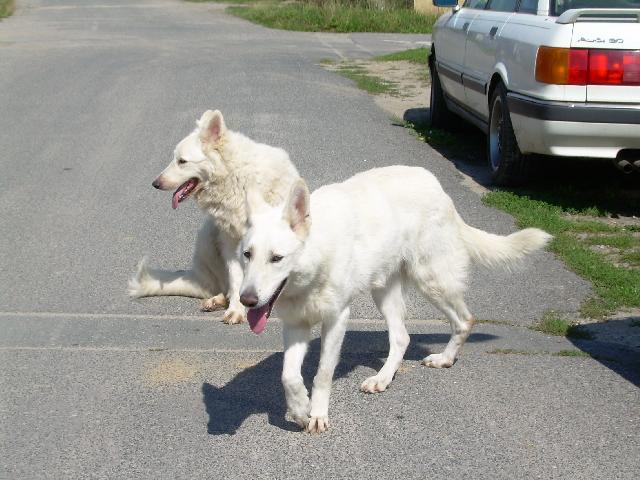 Фотографии к статье: Белая швейцарская овчарка (Berger Blanc Suisse, White Swiss Shepherd Dog) / Советы по уходу и воспитанию породы собак, описание собаки, помощь при болезнях, фотографии, дискусии и форум.