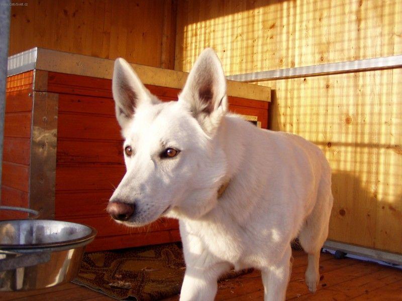 Фотографии к статье: Белая швейцарская овчарка (Berger Blanc Suisse, White Swiss Shepherd Dog) / Советы по уходу и воспитанию породы собак, описание собаки, помощь при болезнях, фотографии, дискусии и форум.