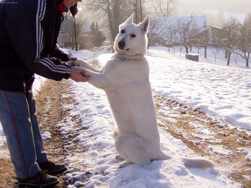 Фотографии к статье: Белая швейцарская овчарка (Berger Blanc Suisse, White Swiss Shepherd Dog) / Советы по уходу и воспитанию породы собак, описание собаки, помощь при болезнях, фотографии, дискусии и форум.