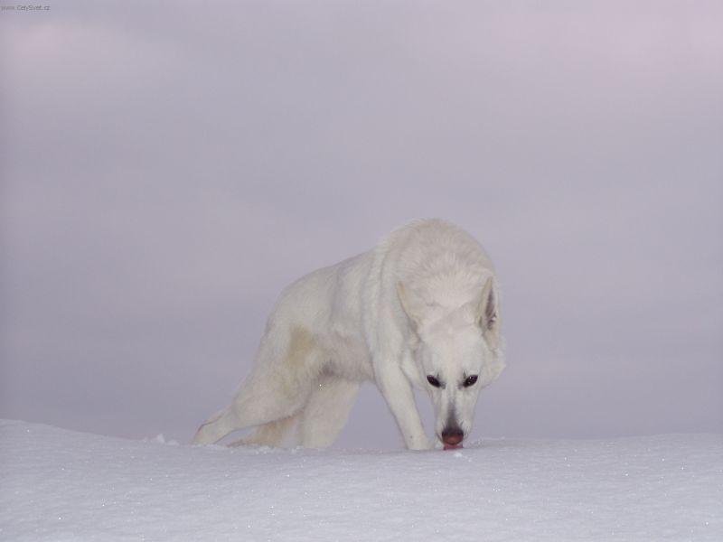 Фотографии к статье: Белая швейцарская овчарка (Berger Blanc Suisse, White Swiss Shepherd Dog) / Советы по уходу и воспитанию породы собак, описание собаки, помощь при болезнях, фотографии, дискусии и форум.