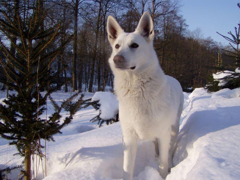 Фотографии к статье: Белая швейцарская овчарка (Berger Blanc Suisse, White Swiss Shepherd Dog) / Советы по уходу и воспитанию породы собак, описание собаки, помощь при болезнях, фотографии, дискусии и форум.