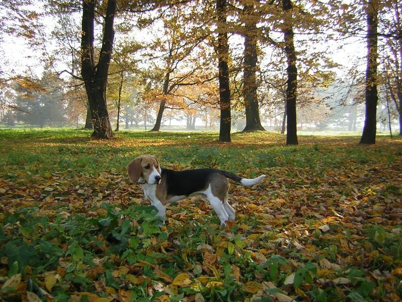 Фотографии к статье: Бигль (Beagle) / Советы по уходу и воспитанию породы собак, описание собаки, помощь при болезнях, фотографии, дискусии и форум.