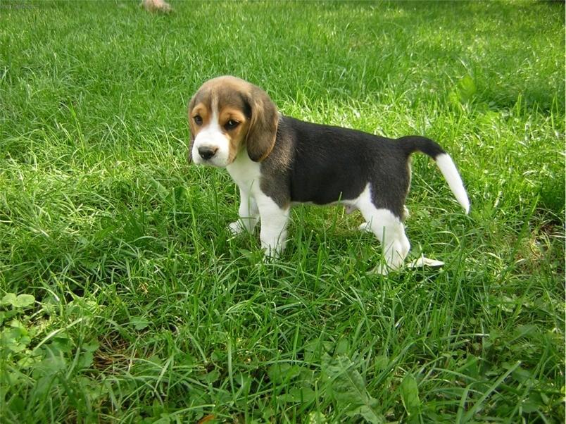 Фотографии к статье: Бигль (Beagle) / Советы по уходу и воспитанию породы собак, описание собаки, помощь при болезнях, фотографии, дискусии и форум.