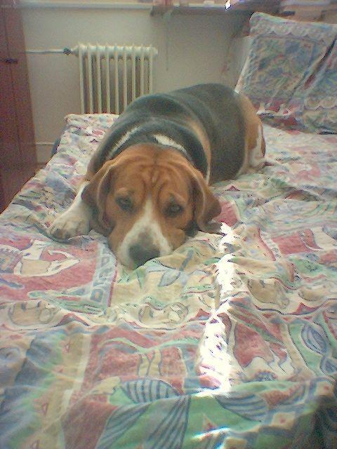 Фотографии к статье: Бигль (Beagle) / Советы по уходу и воспитанию породы собак, описание собаки, помощь при болезнях, фотографии, дискусии и форум.