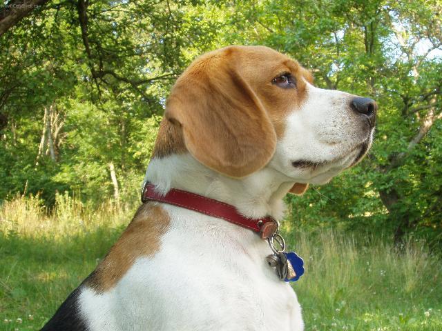 Фотографии к статье: Бигль (Beagle) / Советы по уходу и воспитанию породы собак, описание собаки, помощь при болезнях, фотографии, дискусии и форум.