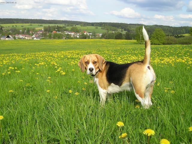 Фотографии к статье: Бигль (Beagle) / Советы по уходу и воспитанию породы собак, описание собаки, помощь при болезнях, фотографии, дискусии и форум.